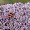 Clairon des abeilles sur fleur de poireau. été 2021. La fleur est magnifique et elle l'est encore plus avec la multitude d’insectes divers qui viennent y trouver le couvert.  Isabelle Maligne